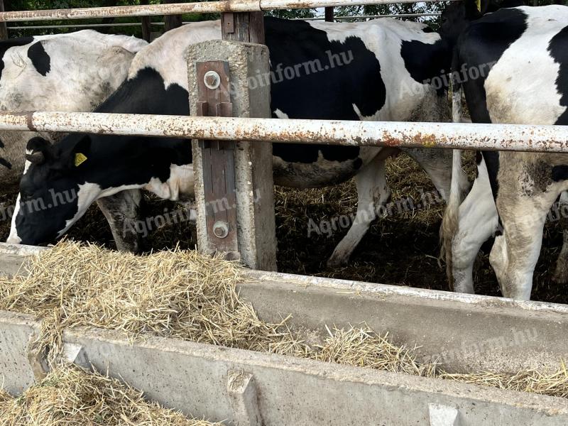 Eladó vemhes Holstein fríz előhasú üszők
