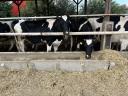 Eladó vemhes Holstein fríz előhasú üszők