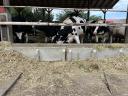 Eladó vemhes Holstein fríz előhasú üszők