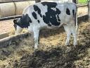 Eladó vemhes Holstein fríz előhasú üszők
