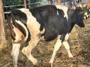 Eladó vemhes Holstein fríz előhasú üszők