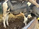 Eladó vemhes Holstein fríz előhasú üszők