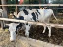 Eladó vemhes Holstein fríz előhasú üszők