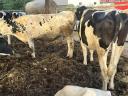 Eladó vemhes Holstein fríz előhasú üszők