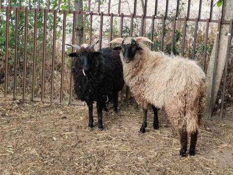 Gyimesi × Hortobágyi racka bárányok Gyimesi × Hortobágyi racka bárányok