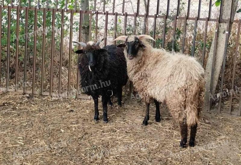 Gyimesi × Hortobágyi racka bárányok