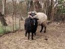 Gyimesi × Hortobágyi racka bárányok