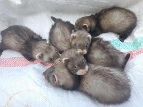 Vadászgörény kölykök Vadászgörény kölykök