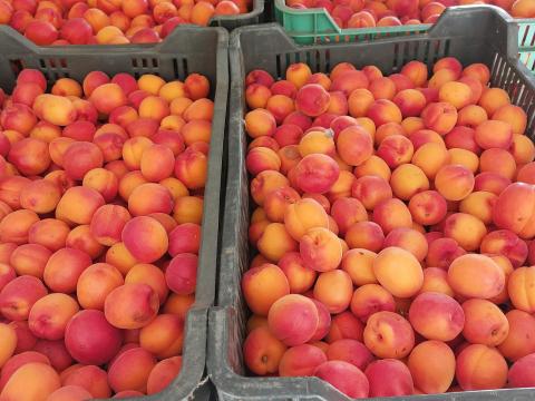 Magyar kajszi Magyar kajszi