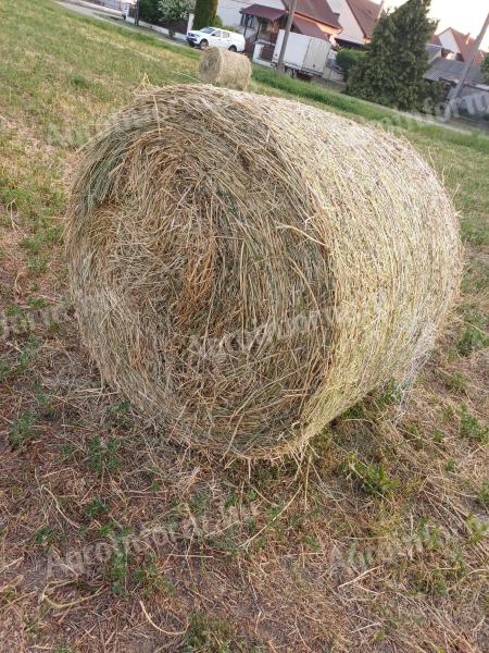 Lucernabála