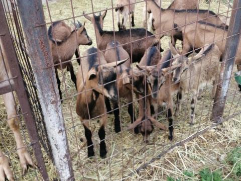 Alpesi és számentáli kecskék eladók Alpesi és számentáli kecskék eladók