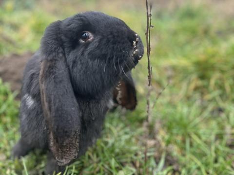 Óriás kosorrú bak nyúl eladó Létavértesen