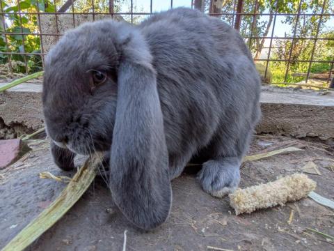 Óriás kosorrú nyúl eladó Létavértesen