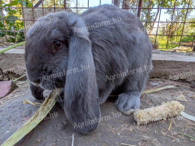 Óriás kosorrú nyúl eladó Létavértesen