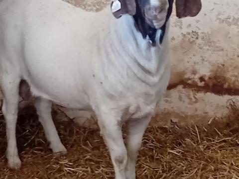 Törzskönyvvel rendelkező „A” minősítésű búr kecskebak eladó Törzskönyvvel rendelkező „A” minősítésű búr kecskebak eladó