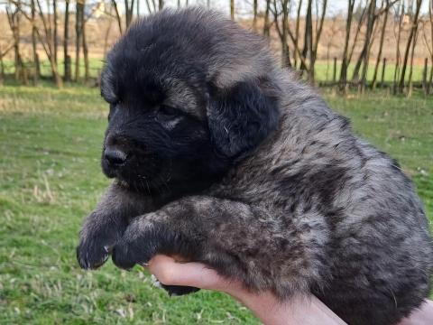 Sarplaninac fajtajellegű kölykök Sarplaninac fajtajellegű kölykök