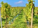 Vincellér 07214016 képzés