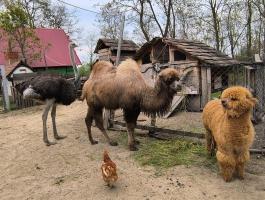 Kanca teve csikó eladó