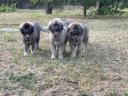 Sarplaninac