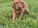 Magyar Vizsla