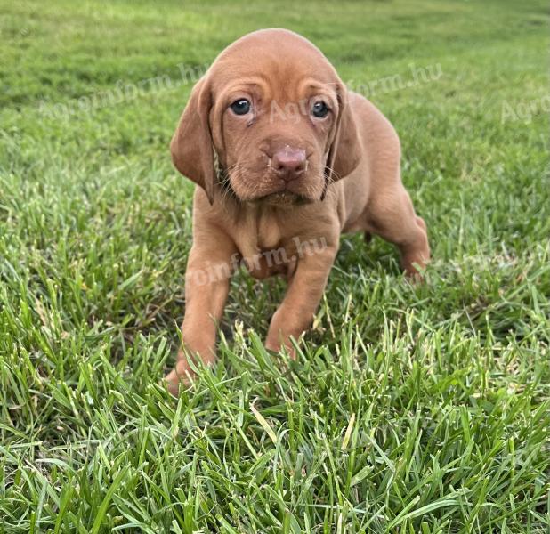 Magyar Vizsla