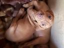 Magyar Vizsla