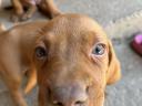 Magyar Vizsla