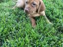 Magyar Vizsla