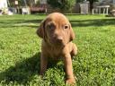 Magyar Vizsla