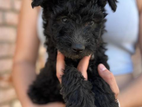 Pumi törzskönyvezett kiskutya Pumi törzskönyvezett kiskutya