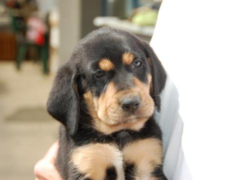 Erdélyi kopó kölyök Erdélyi kopó kölyök