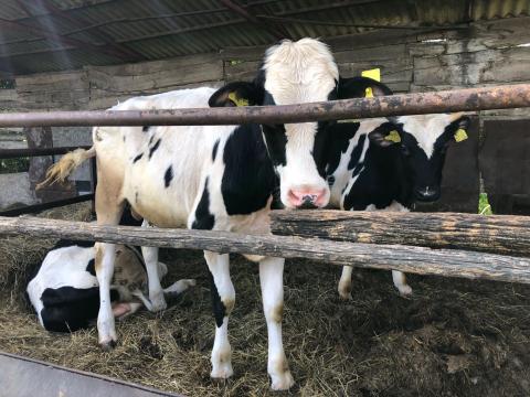 Eladó 6 HF bikaborjú Eladó 6 HF bikaborjú