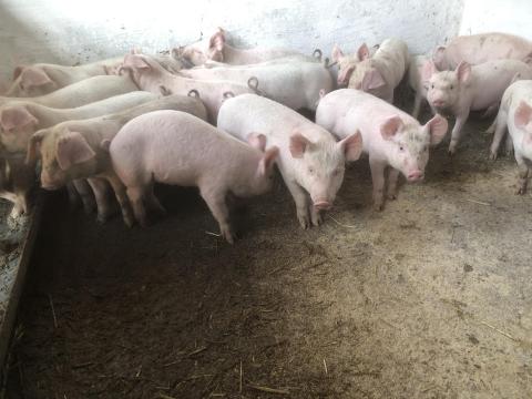 Választási malacok Választási malacok