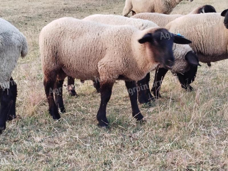 Suffolk kosbárány eladó