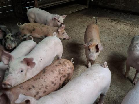 Eladó választási malacok Eladó választási malacok