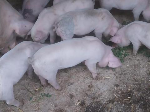 Választási malacok eladók Választási malacok eladók