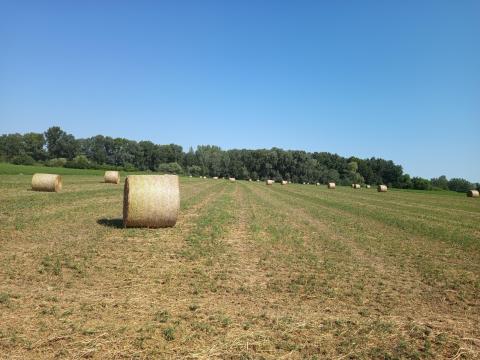 Lucerna körbála Lucerna körbála