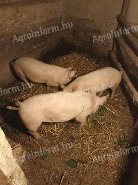 Eladó 3 db süldő Borsodban