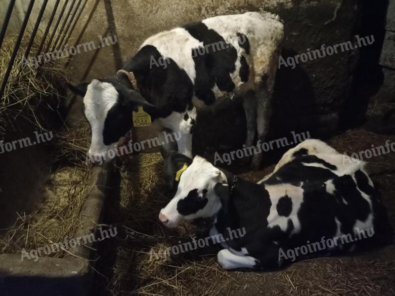 Eladó 2 db Holstein-fríz Borsodban