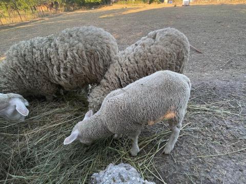 Idei bárányok Idei bárányok