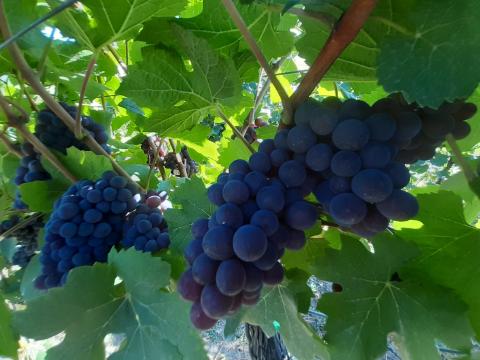 Balaton-felvidéki szürkebarát előjegyezhető Balaton-felvidéki szürkebarát előjegyezhető