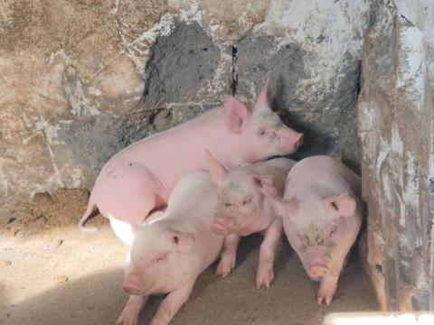 Nagy fehér Nagy fehér