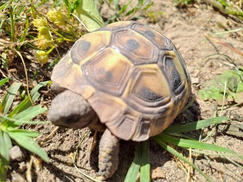 Görög teknős Görög teknős