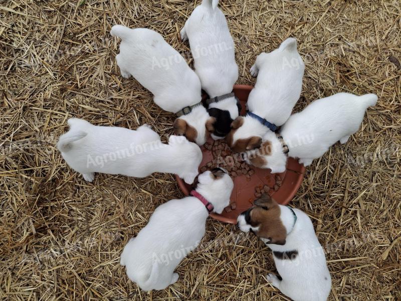 Jack Russell fajtajellegű kiskutyák