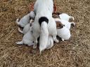 Jack Russell fajtajellegű kiskutyák