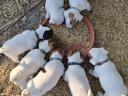 Jack Russell fajtajellegű kiskutyák