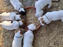 Jack Russell fajtajellegű kiskutyák