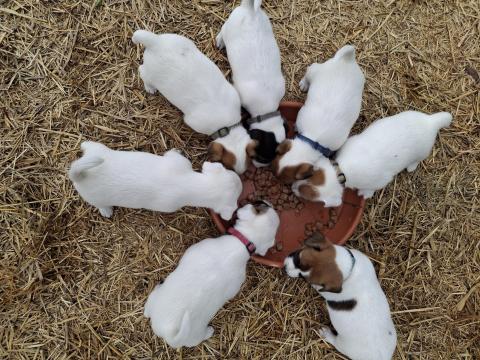 Jack Russell terrier jellegű Jack Russell terrier jellegű