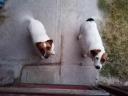 Jack Russell terrier jellegű