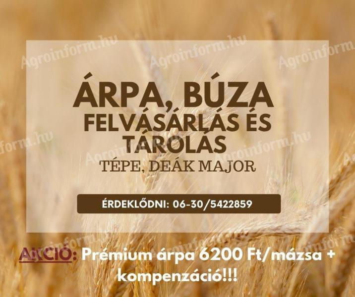 Árpa- és búzafelvásárlás és -tárolás Tépén
